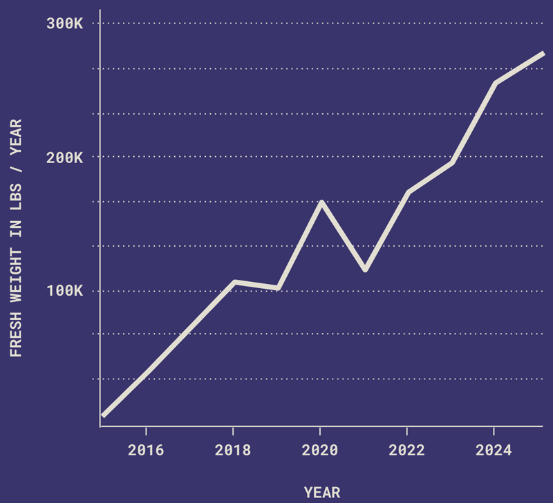 Grafico de línea que muestra la capacidad de producción de higos de doblevalle desde el año 2016 al 2025, desde 0 a 300 mil libras
