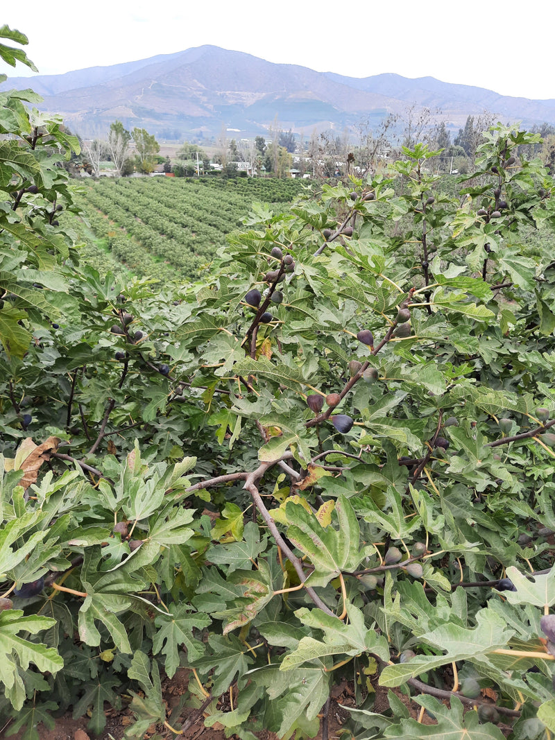 Bienvenidos a ChileFigs, el centro de higos Black Mission en Chile