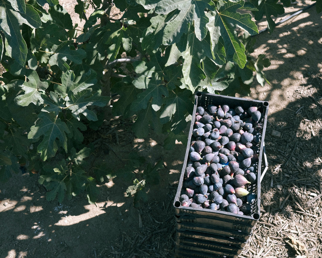 Temporada de higos; Los desafíos de la cosecha