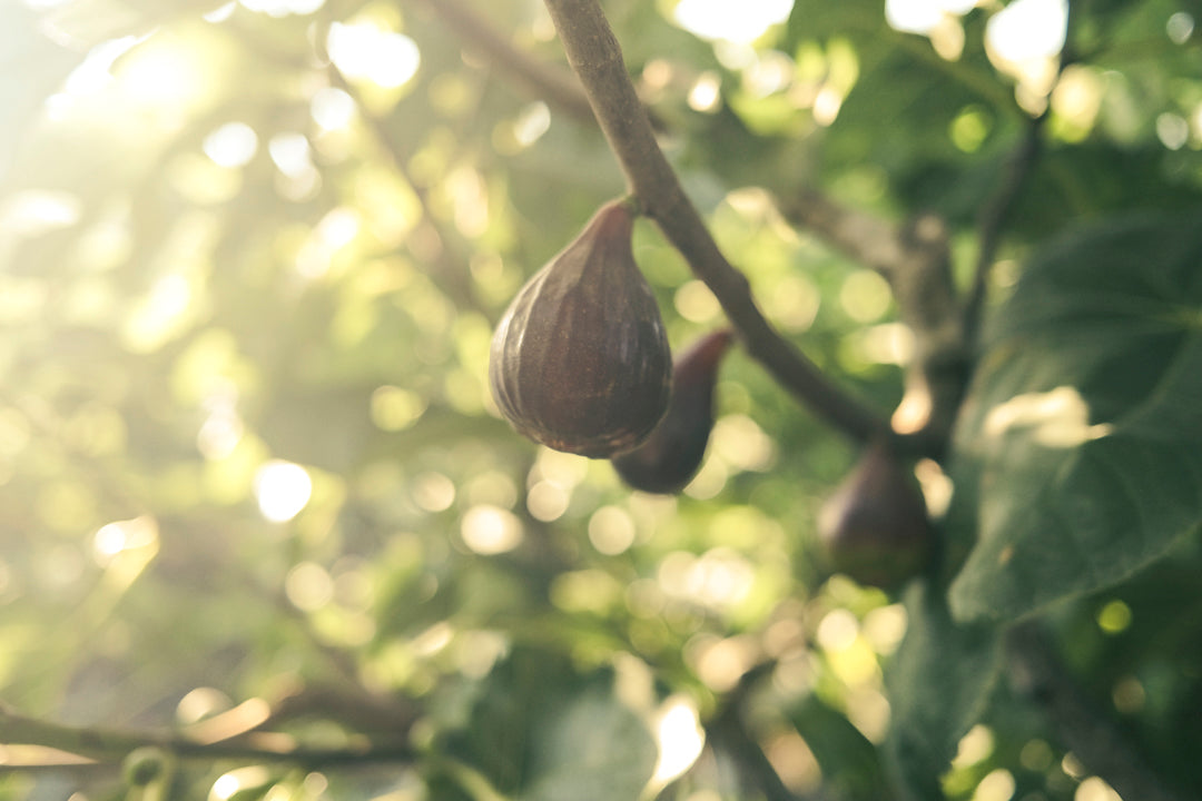 La cosecha del higo Black Mission: una labor marcada por el ritmo del árbol.