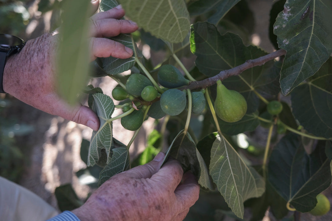 El cultivo de la higuera en Chile en los últimos 15 años