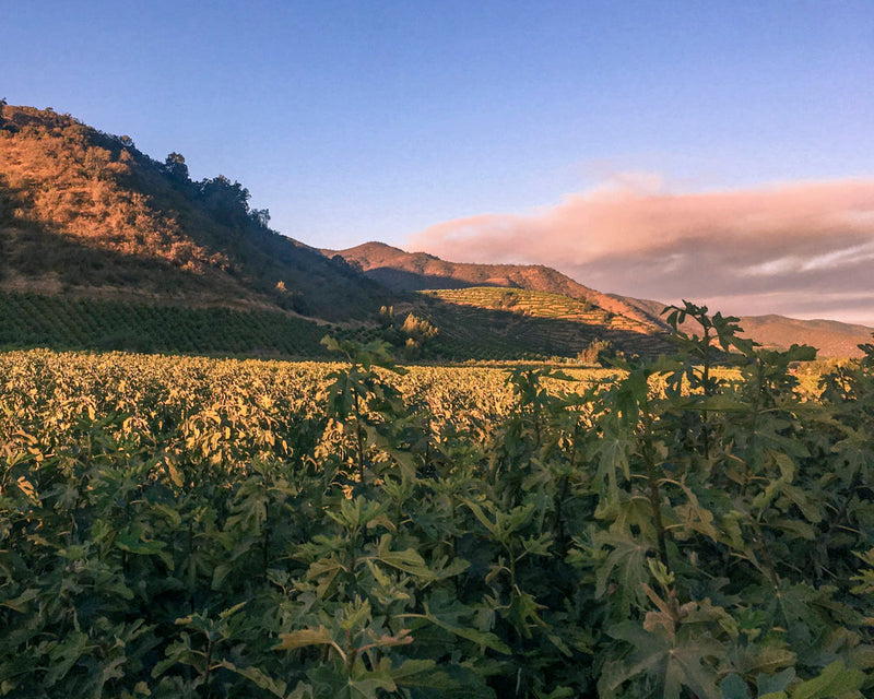 Potencial y Atractivo de Desarrollar un Campo Frutal de Higueras