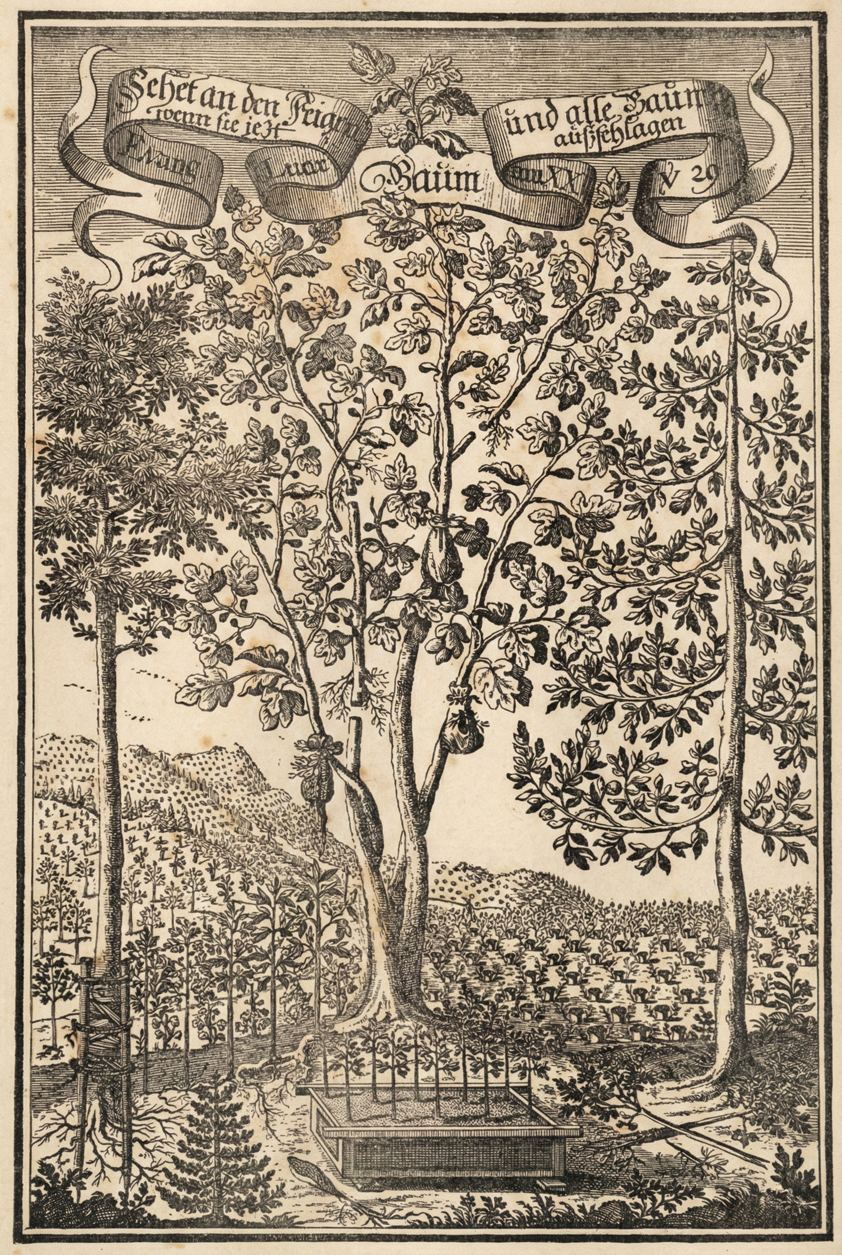 Versuch der Universal Vermehrung aller Baume by G. A. AGricora, Vol. 1, Regensburg, 1716