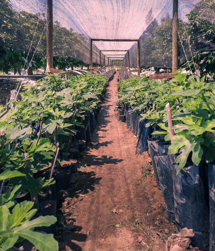 Planta Higuera Black Mission