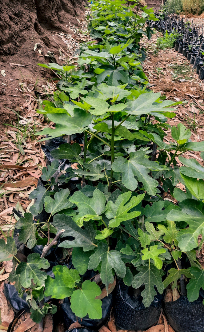 Planta Higuera Black Mission - 100 plantas