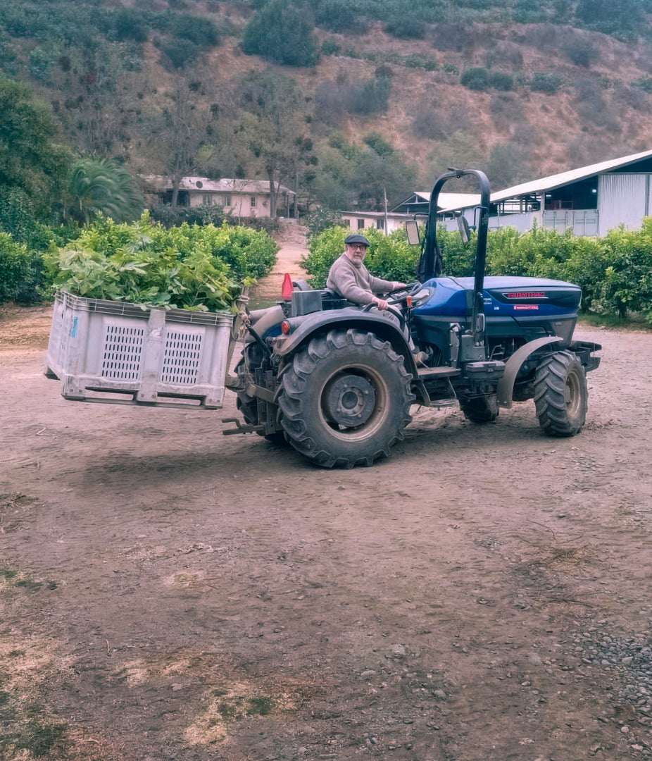 Martín Wielandt de Agrícola doblevalle conduciendo un tractor cargado con plantas de higuera Black Mission de su vivero