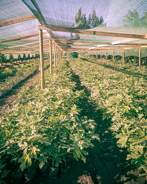 Vivero certificado SAG de plantas de Higuera Black Mission en Mallarauco, Chile.