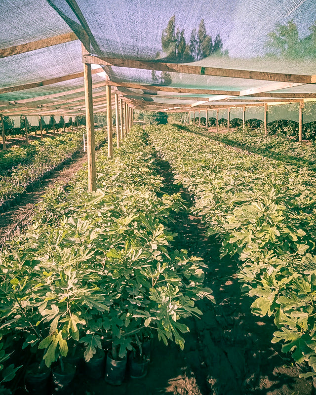 Planta Higuera Black Mission